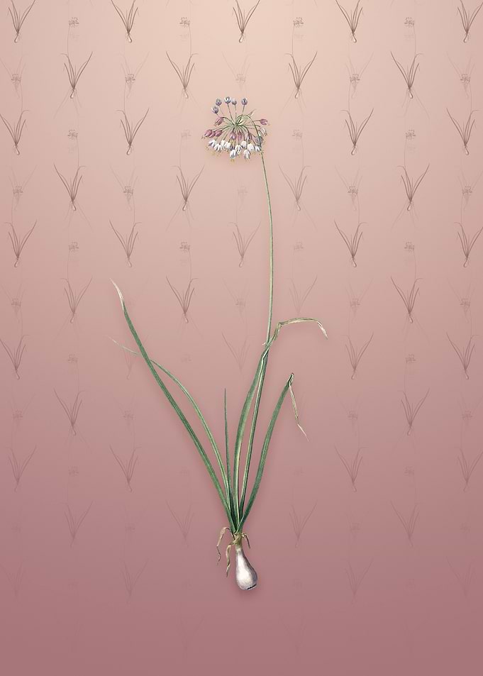 Vintage Nodding Onion