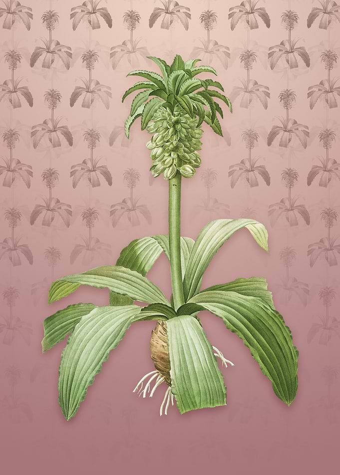 Vintage Eucomis Regia
