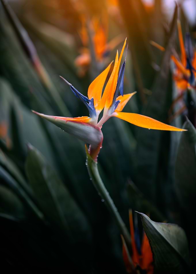 Strelitzia reginae, macro
