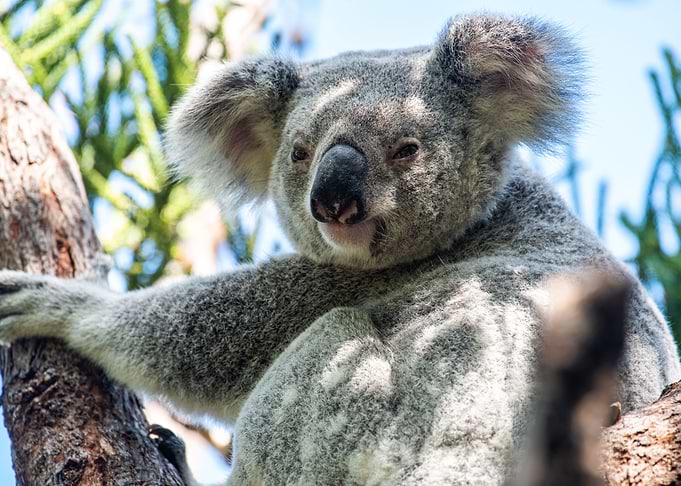 Koala Bear Australia