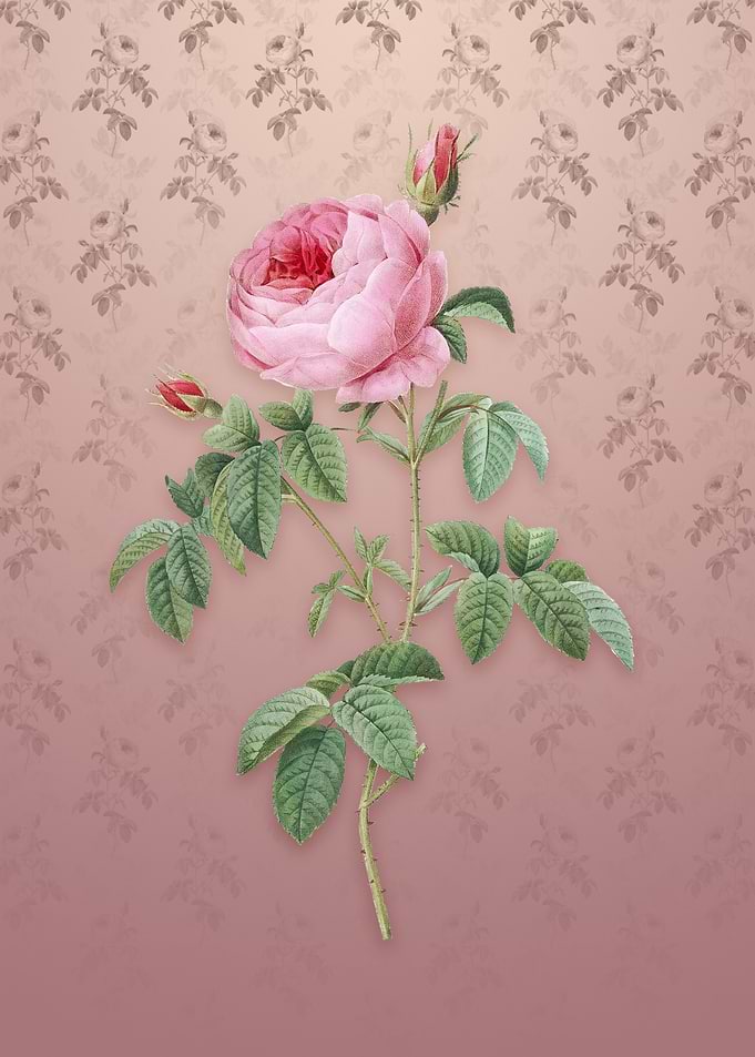 Provence Rose Bloom