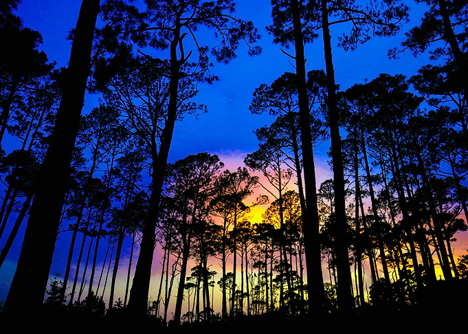 BEAUTY VIEW FOREST