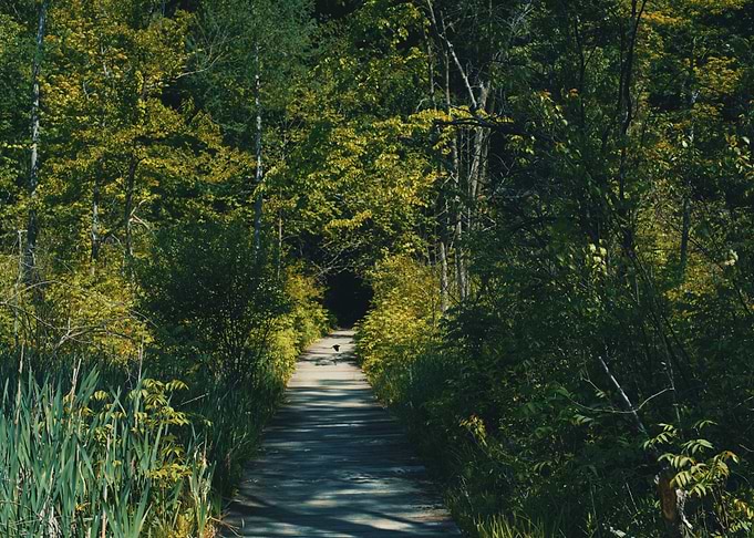 Lost in the Woods