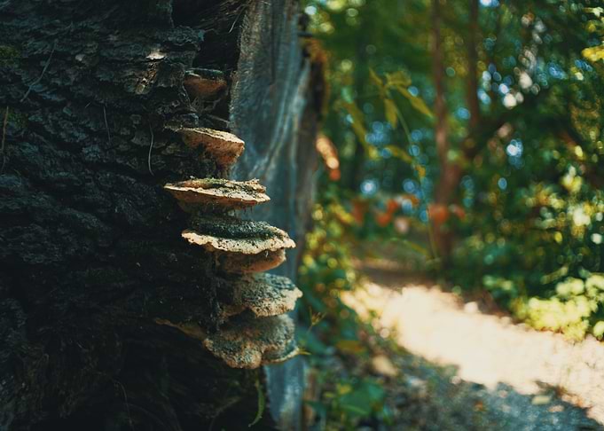 Lost in the Woods