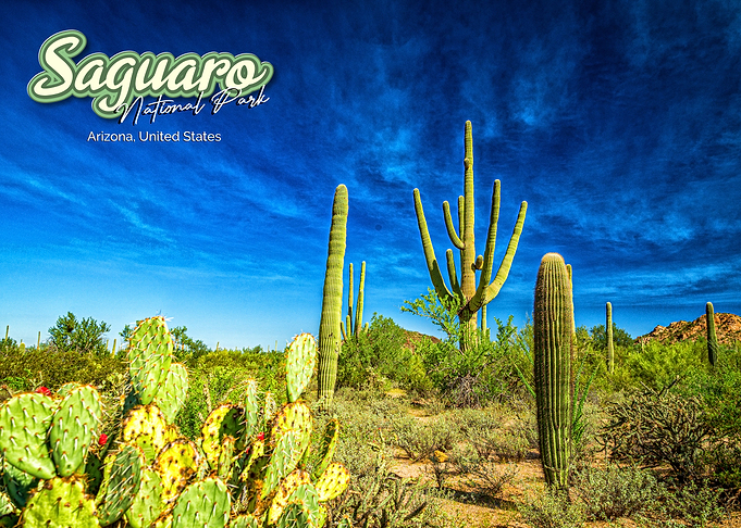 Saguaro National Park