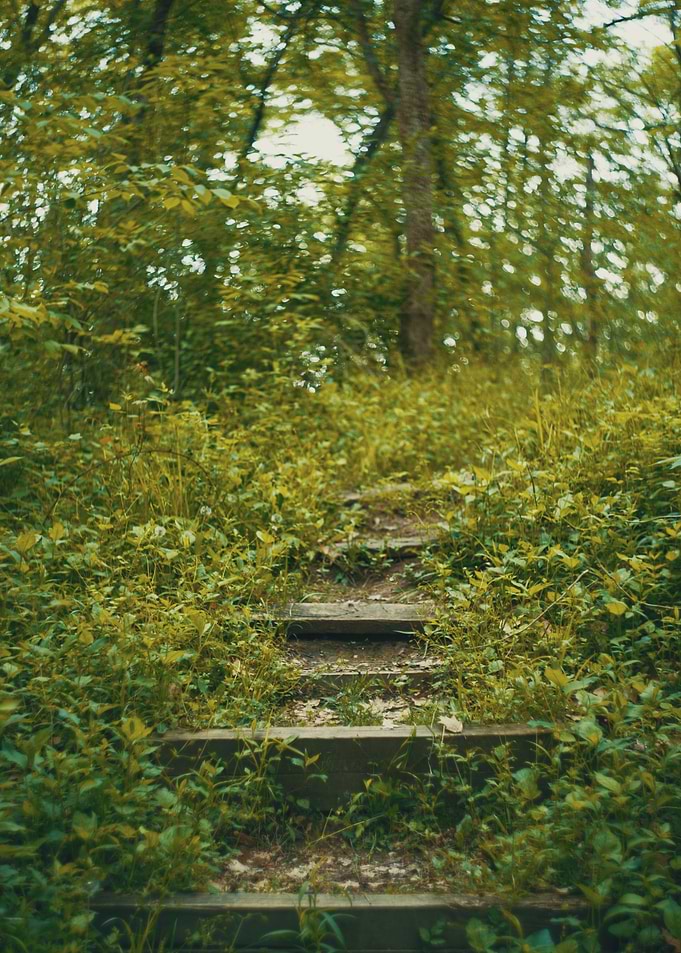 Lost in the Woods