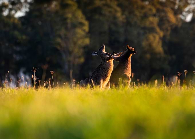 Kangaroo Fight