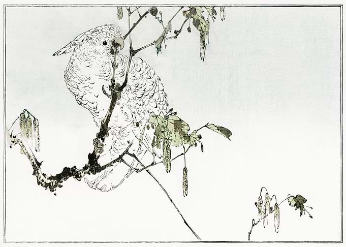 Sketch Art White Cockatoo