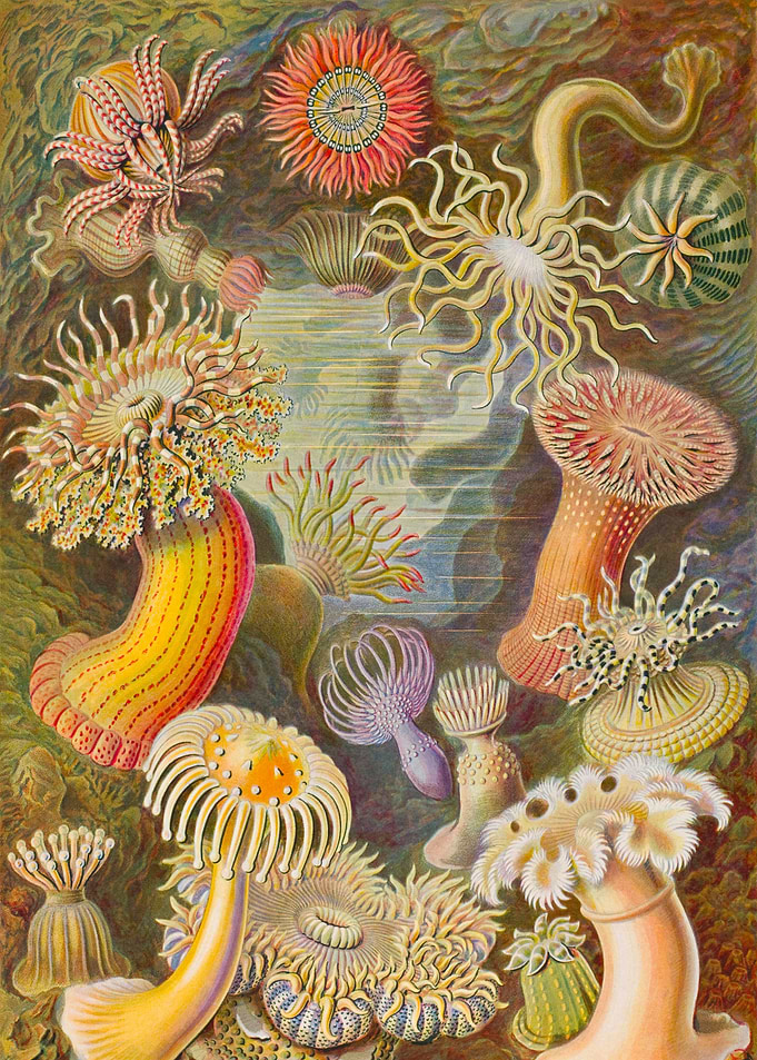 Actiniae