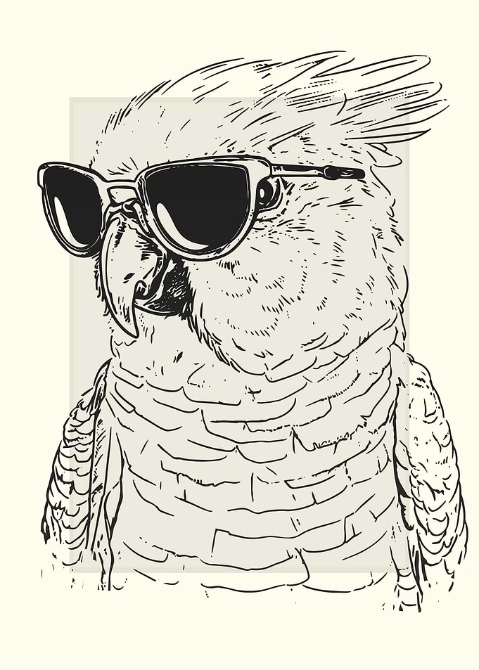 Cockatiel Bird Sketch