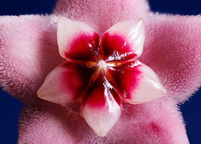 Macro a hoya flower