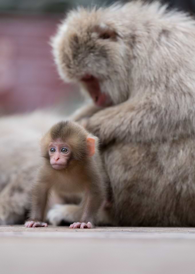 Baby monkeys and mother