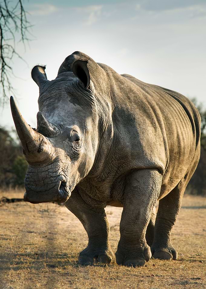 RHINOCEROS