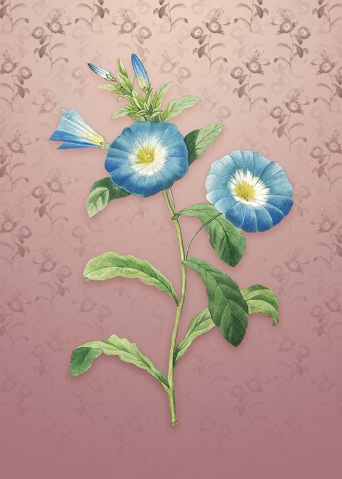 Vintage Field Bindweed