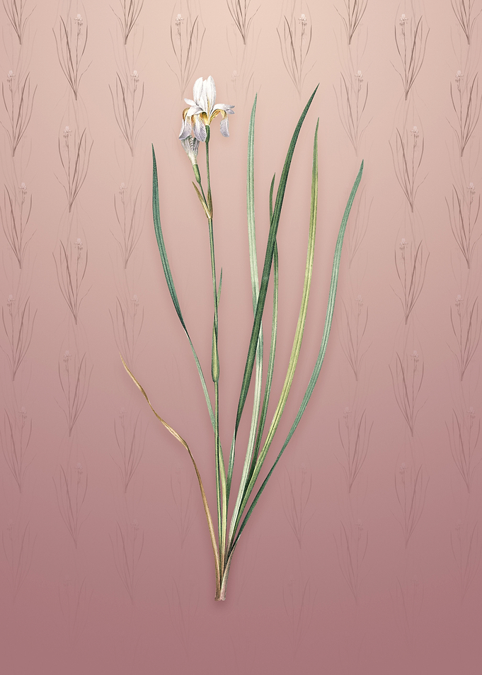 Vintage Siberian Iris