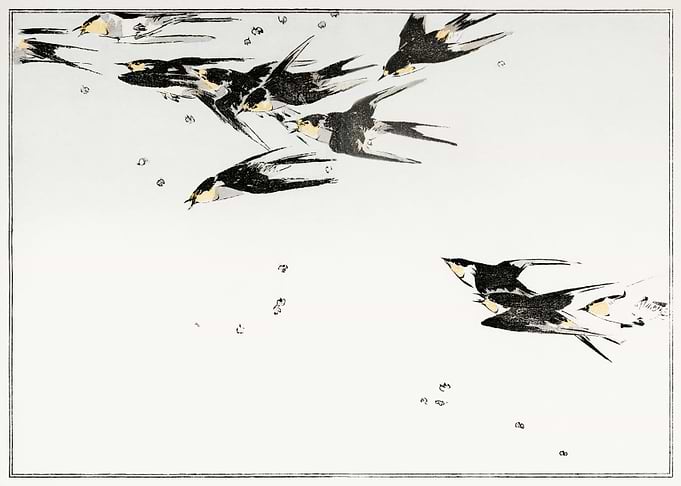 Flying Magpies