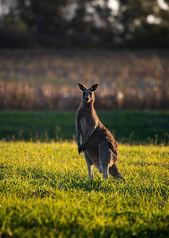 Kangaroo Portrait