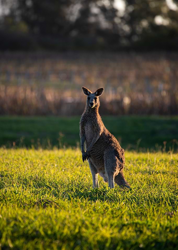 Kangaroo Portrait