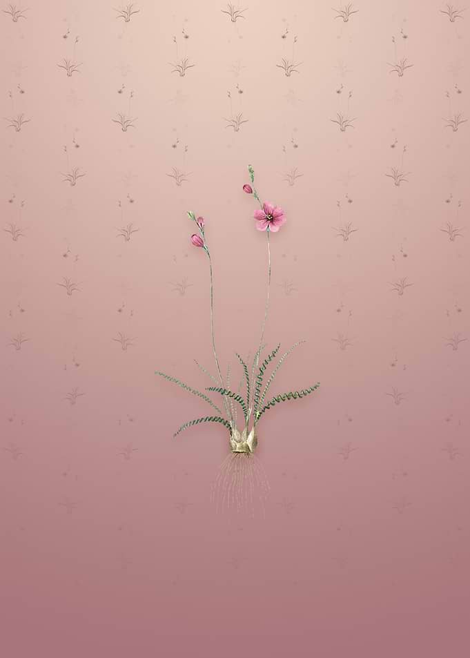 Vintage Ixia Crispa