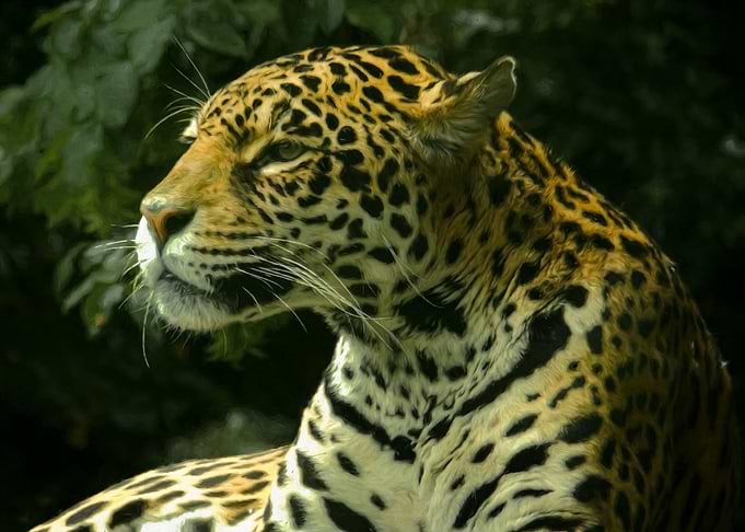 Jaguar