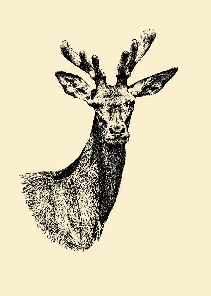Red deer
