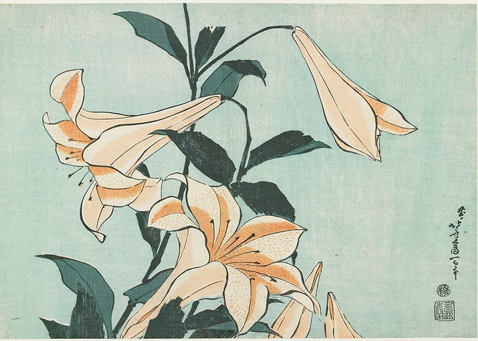 Lilies