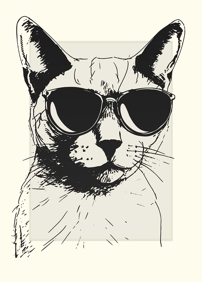 Colorpoint Shorthair Cat