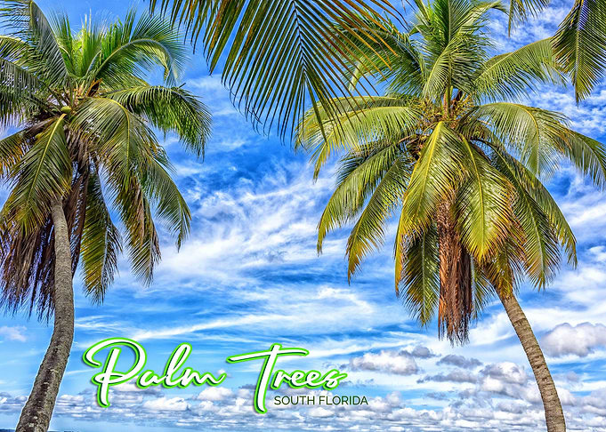 Palm Trees Fort Myers