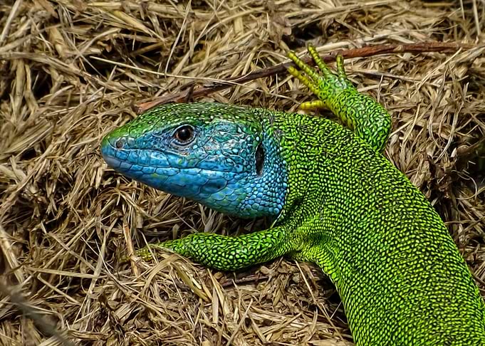 Green lizard