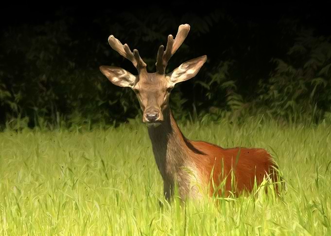 Red deer
