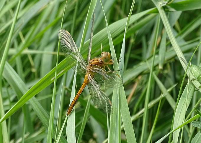 Dragonfly