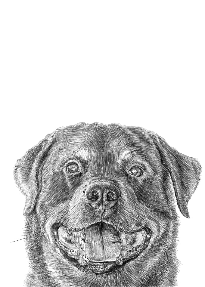 happy dog pencil drawing