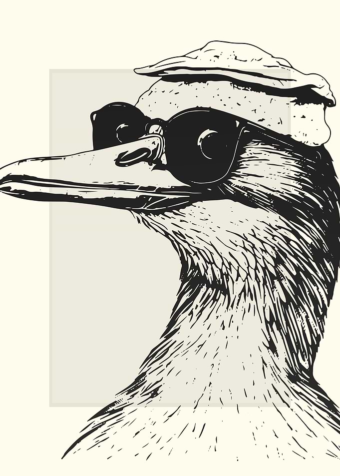 Cormorant Illustration