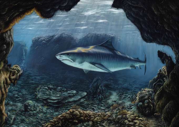 Tiger Shark Ocean