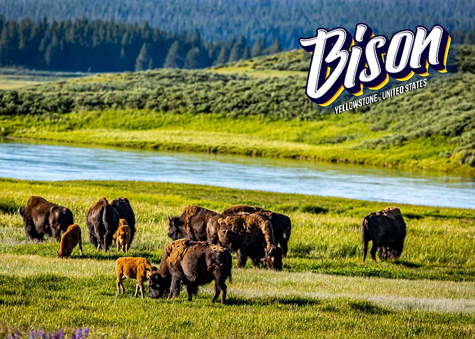 Bison at Yellowstone