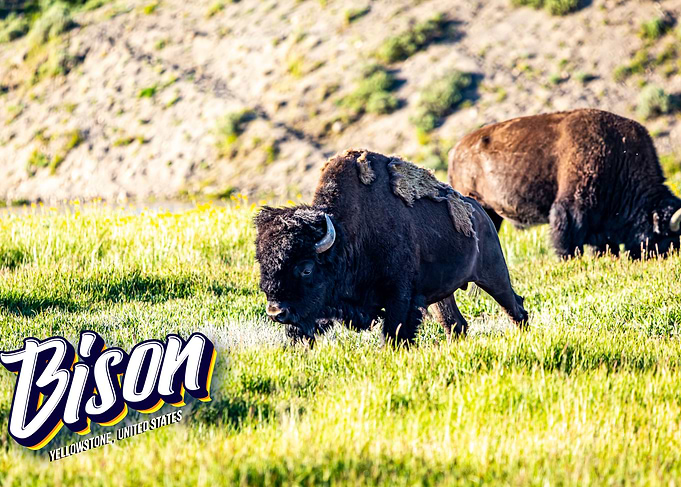 Bison at Yellowstone