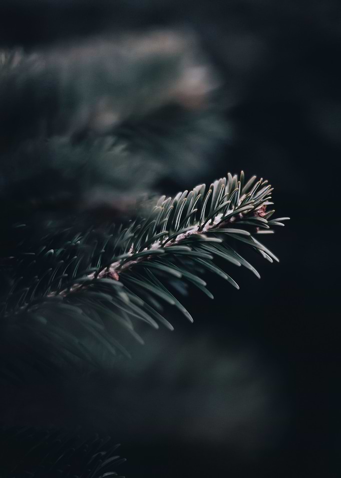 Pinetree