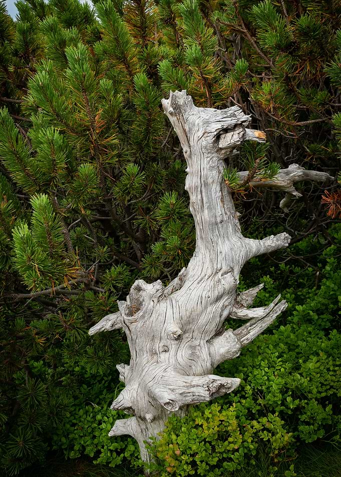 Old Tree
