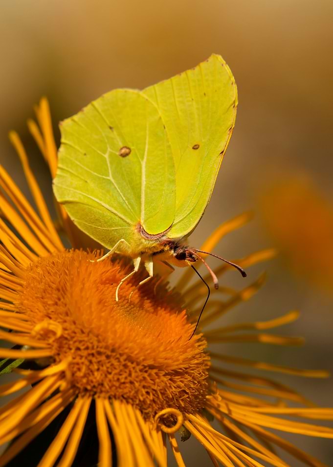 Yellow butterfly