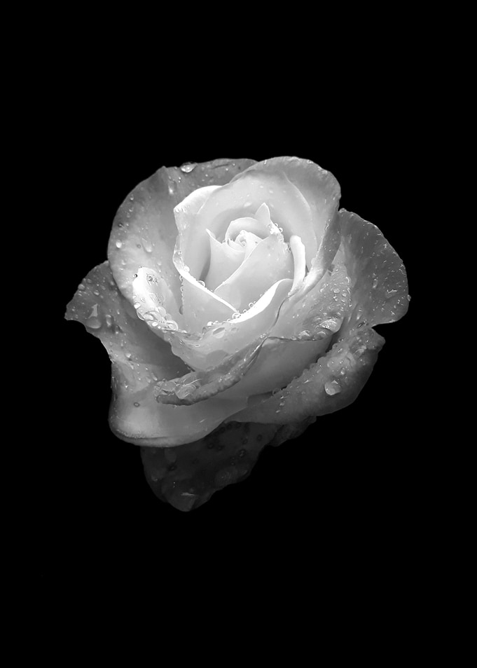 Luminous rose