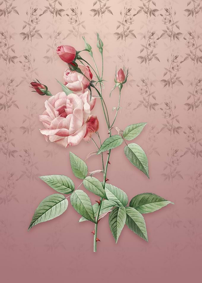 Common Rose of India