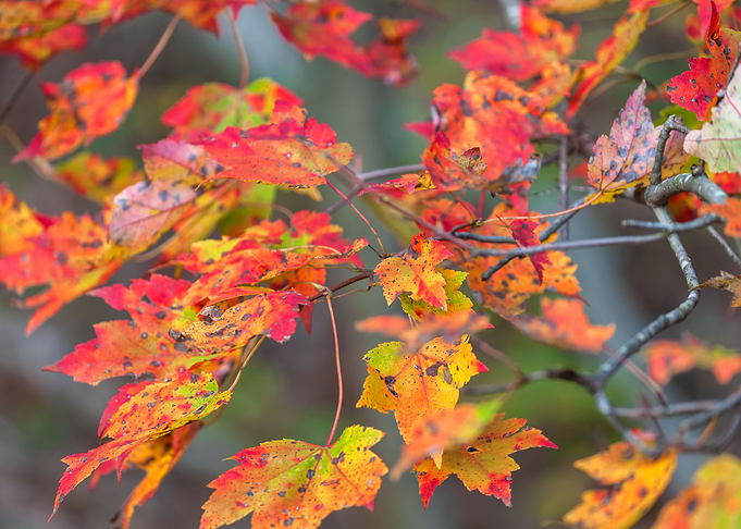 Red Leaves