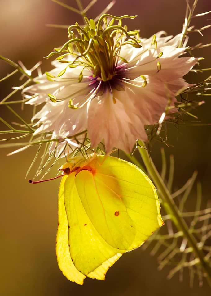 Summer butterfly