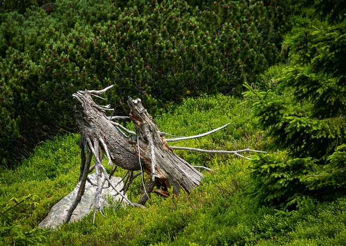 Old Tree