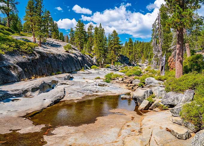 Yosemite Forests