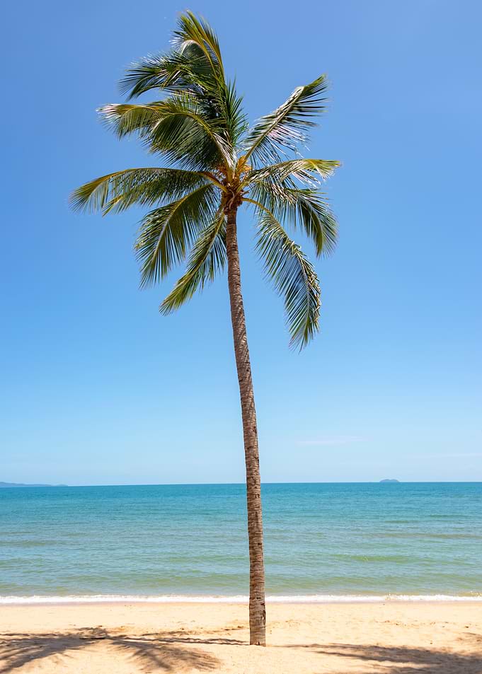 Palm Tree On The Beach