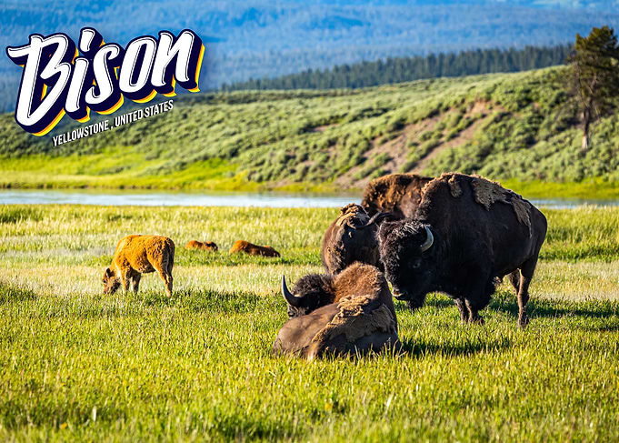 Bison at Yellowstone