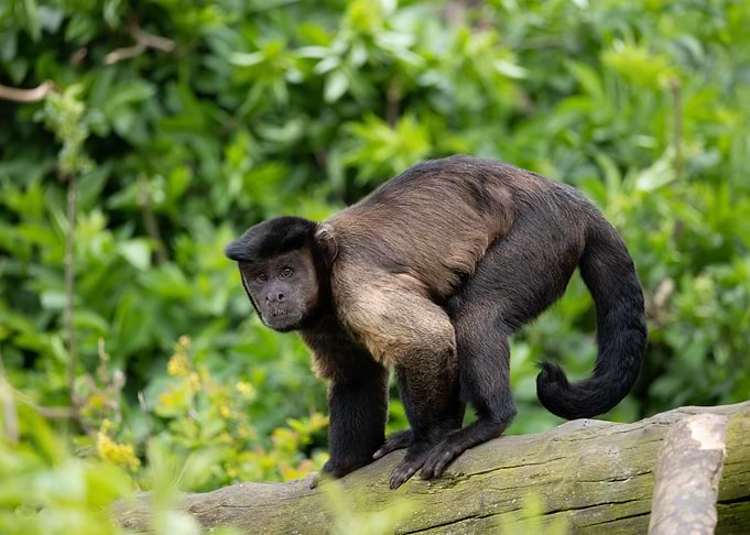 Brown Capuchin Monkey
