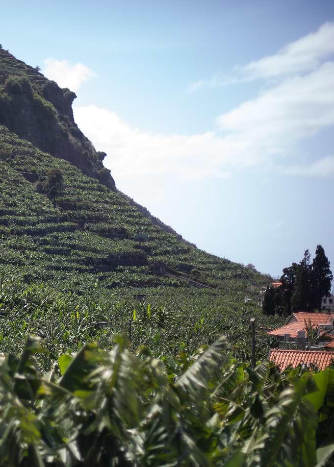 Madeira Landscape 10