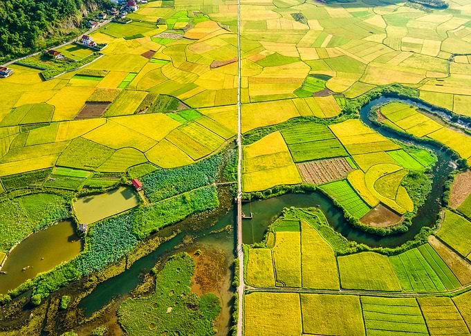 Nice ripen rice fields